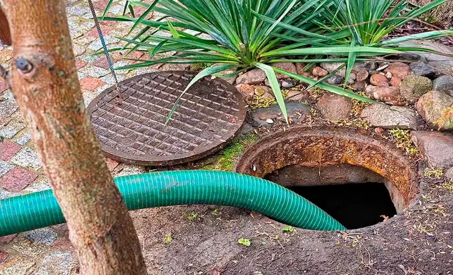 Quando é hora de chamar um especialista? - Combate Ambiental